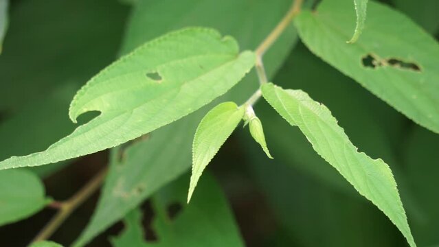 Trema orientale (also called Trema orientalis, Cannabaceae, charcoal tree, Indian charcoal tree) leaves. Extracts from leaves of related species (Trema guineense) showed  anti-arthritic.