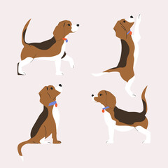 
A set of beautiful color illustrations of the beagle. Dog in different poses - standing, walking, jumping, sitting. dog in a collar. Vector flat illustration