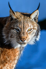 Naklejka na ściany i meble Lynx portrait in the snow. Wildlife scene from winter nature