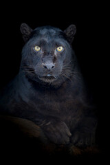 Close up portrait black leopard isolated on black background