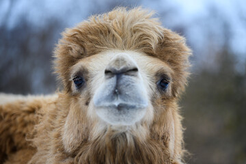 Close Head of a camel. Focusing on the eye