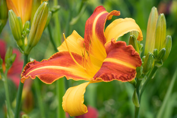 Day lily, Hemerocallis
