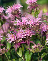 Bergamot flower, Monarda didyma