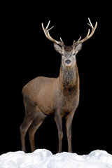 Close up view deer. Wild animal isolated on a black background