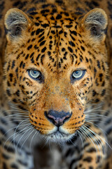 Portrait of an adult leopard with a closeup