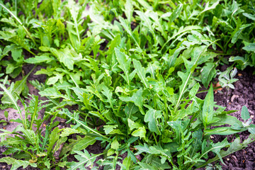 A green arugula plant is grown in an organic vegetable garden.