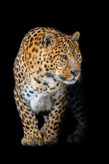 Naklejka na ściany i meble Close up big leopard isolated on black background