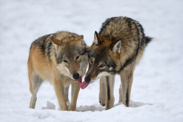 Two Gray wolf in the winter forest. Wolf in the nature habitat