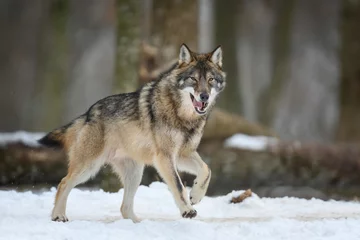 Keuken spatwand met foto Gray wolf in the winter forest. Wolf in the nature habitat © byrdyak