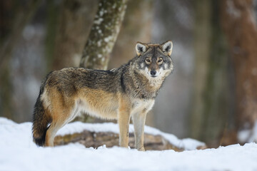 Gray wolf in the winter forest. Wolf in the nature habitat - 486935558