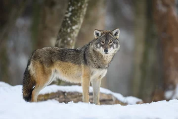Foto op Canvas Gray wolf in the winter forest. Wolf in the nature habitat © byrdyak