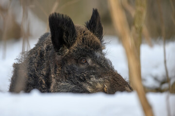 Wild pig with snow. Young Wild boar in wintery forest. Wildlife scene from nature