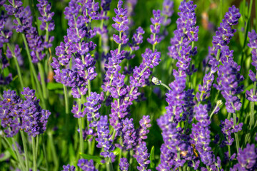 Fototapeta premium Lavender plant with beautiful open flowers on a sunny day.