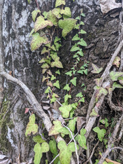 Hedera helix English ivy climbing plant with beautiful green or red lance-shaped or heart-shaped leaves