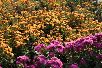 Fototapeta na wymiar Chrysanthemums, sometimes called mums or chrysanths, are flowering plants of the genus Chrysanthemum in the family Asteraceae. They are native to East Asia and northeastern Europe. Most species origin