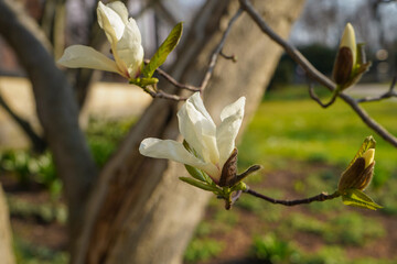Fototapeta premium white saucer magnolia blossom in the spring 