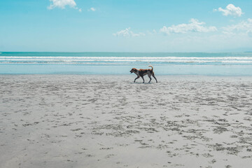 Dog walking on the beach.