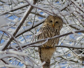 an owl is sitting on a branch in the forest