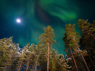 Fototapeta na wymiar Northern lights on the background of pines and firs. polar night. Finland.Nature of Scandinavia