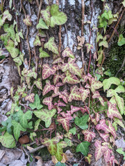 Hedera helix English ivy climbing plant with beautiful green or red lance-shaped or heart-shaped leaves