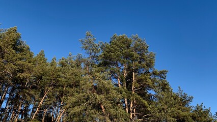 Pine grove on a sunny spring day