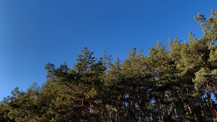 Pine grove on a sunny spring day