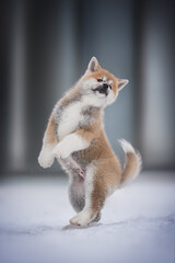 Cute akita inu puppy dancing in the snow. Crazy dog