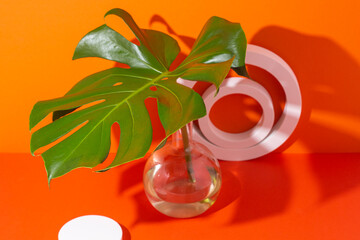 Podiums white circles and an oval for presentation and a monstera leaf in a flask on a red background. Top view, flat lay