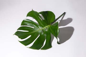 Naklejka na ściany i meble One fresh tropical green monstera leaf isolated on white background