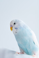 A shot of a blue budgerigar bird on a white background.