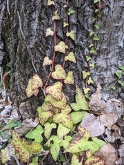 Hedera helix English ivy climbing plant with beautiful green or red lance-shaped or heart-shaped leaves
