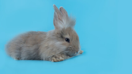 Cute little grey bunny rabbit sitting on blue background with copy space.. Easter concept.