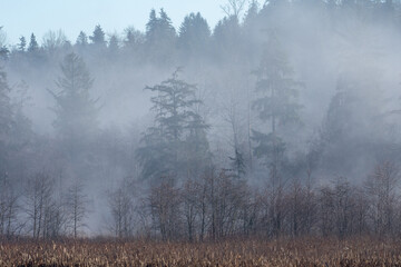 Fog in the forest of trees along Burnaby Lake in Vancouver, british Columbia, Canada in the winter.