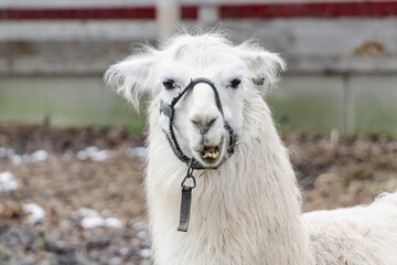 Llama (Vicugna vicugna) close up at a pet farm with fun expressions