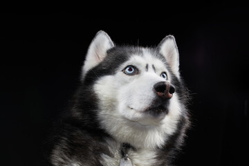 Beautiful Siberian Husky dog with blue eyes, posing in studio on black background