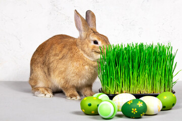 A cute rabbit nibbles eats green grass next to Easter eggs on a gray background.