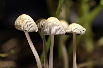 Group of small mushrooms in a plant.
