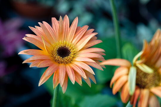 Gerbera flower. It's commonly known as the African daisy. This plant is native to tropical regions of Africa but it has been widely introduced elsewhere.