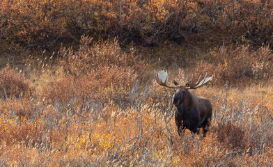 Bull Alaska Yukon Moose in Denali National Park Alaska in Autumn