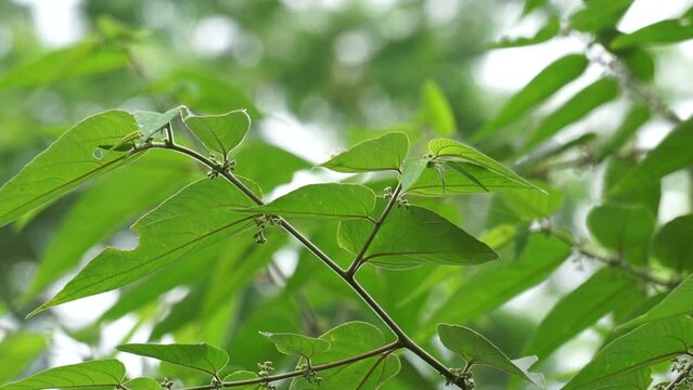 Trema orientale (also called Trema orientalis, Cannabaceae, charcoal tree, Indian charcoal tree) leaves. Extracts from leaves of related species (Trema guineense) showed  anti-arthritic.