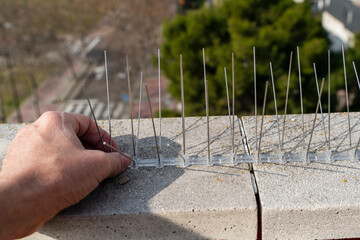 detail of a hand installing steel spikes to scare away birds on the cornice of a building. Pest control method