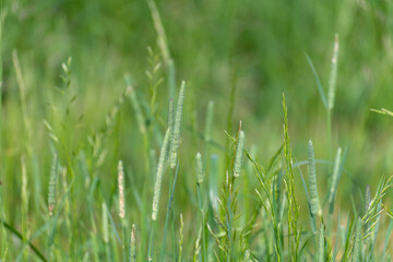 The Beautiful bluegrass meadow grass close up