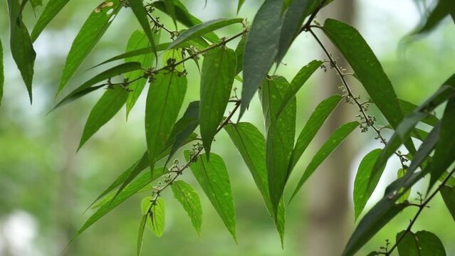 Trema orientale (also called Trema orientalis, Cannabaceae, charcoal tree, Indian charcoal tree) leaves. Extracts from leaves of related species (Trema guineense) showed  anti-arthritic.