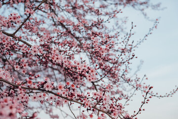 Spring blossoms. Tree branch with beautiful fresh pink flowers in full bloom, close up. Blooming sakura. Floral background.