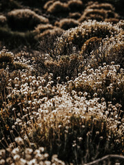 Hiking sceneries in the national park of Tenerife, Spain. Teide National Park is the biggest park on the Canary Islands. 