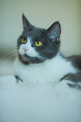 Portrait of a beautiful gray-white cat lies on a white carpet