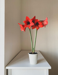 Beautiful fresh red amaryllis flowers in full bloom in vase against white background. Space for text. Minimalist still life.