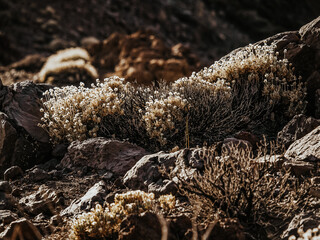 Hiking sceneries in the national park of Tenerife, Spain. Teide National Park is the biggest park on the Canary Islands. 