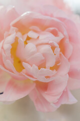 A Delicate pink fresh tulip in the vase macro