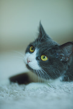 Portrait of a beautiful gray-white cat lies on a white carpet